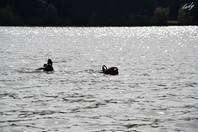 Of Potomac River - Concours de sauvetage à l'eau